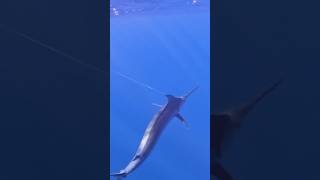 Marlin Fishing 🎣 badcompanyfishingadventures epic footage marlin deepseafish [upl. by Eiral]