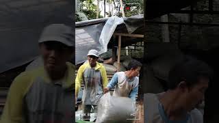 Proses fermentasi pupuk organik 100 kotoran kambing [upl. by Blane558]