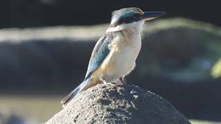 A Sacred Kingfisher feeding at low tide [upl. by Aliuqaj]