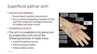 SUPERFICIAL PALMAR ARCH [upl. by Lletnuahs]