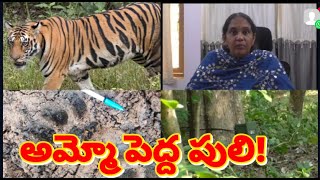 చింతూరు మన్యంలో పెద్ద పులి కలకలంA big tiger is on the rampage in Chintoor Manyam [upl. by Florri]