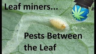 LEAF MINERS and How To Prevent and Destroy them  Cannabis [upl. by Saloma362]