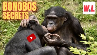 Bonobo 10 Awesome Secrets That Will Amaze You [upl. by Eserahs758]