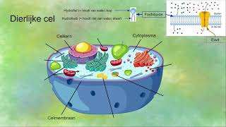 Organellen van een dierlijke cel [upl. by Terrie85]