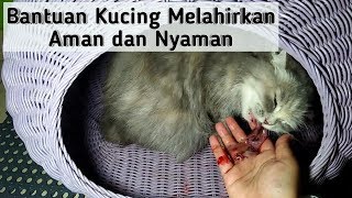 PERTOLONGAN UNTUK KUCING MELAHIRKAN  Kucing Lahiran Di Rumah [upl. by Smith658]