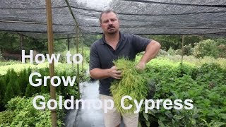 How to grow Goldmop Cypress with detailed planting and care instructions [upl. by Galitea]