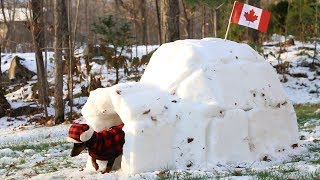 Crusoe Gets his BarkBox Delivered to his Igloo in Canada  with Free Shipping [upl. by Jovitah424]