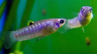 Poecilia caucana  The Cauca Molly Wild Type Livebearer ᴴᴰ [upl. by Htiekal]