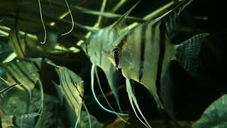 Pterophyllum cf scalare Peru wild bij Aquarium Speciaalzaak Utaka [upl. by Colyer807]