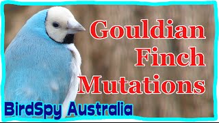 Gouldian Finch Mutations  Do you know the colours  BirdSpyAus [upl. by Eiramik]