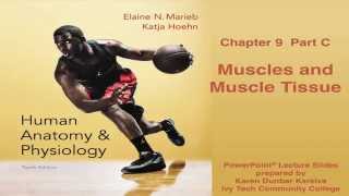 Anatomy and Physiology Chapter 9 Part C Lecture Muscle and Muscle Tissue [upl. by Jahdol]