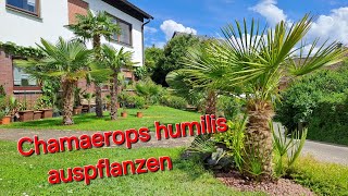 Chamaerops humilis 🌴 auspflanzen Blüte der männlichen Hanfpalme Trachycarpus fortunei wagnerianus [upl. by Assirk779]