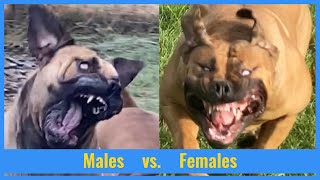 Boerboels  Male vs Female  Reality of Pet Ownership [upl. by Cornish693]