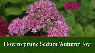 How to Prune Sedum Autumn Joy [upl. by Amabel]