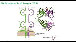 Immunology T Cell Receptor TCR amp MHC ComplexesAntigen Presentation [upl. by Muraida]