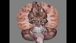 3D View Of Dissected Brain [upl. by Gates]