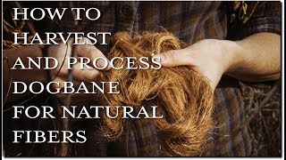 How To Harvest and Process Dogbane For Natural Fibers [upl. by Medora]