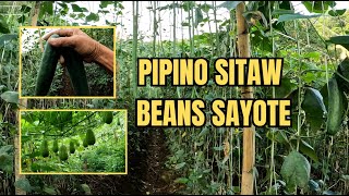 PIPINO SITAW SAYOTE BEANS [upl. by Narib130]