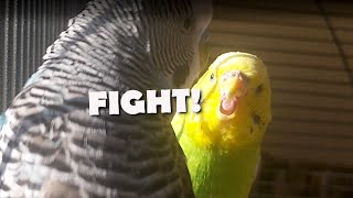 Why Do My Budgies Fight [upl. by Lalib]