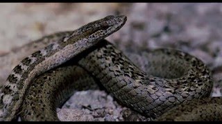 The Antiguan Racer  One of the Worlds Rarest Snakes [upl. by Meer]