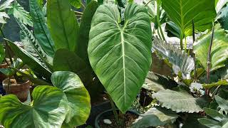 Philodendron Glorious  Melanochrysum and Gloriosum Hybrid [upl. by Coletta213]