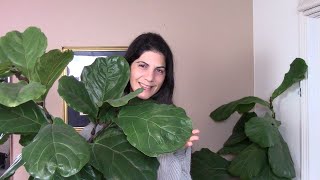 Fiddle Leaf Fig Repotting And Care Guide Tips for Thriving Ficus Lyrata [upl. by Lenahc]