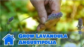 Maintaining amp Pruning Shrubs  How to Grow Lavandula Angustifolia [upl. by Floro]