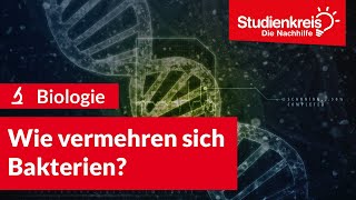 Wie vermehren sich Bakterien  Biologie verstehen mit dem Studienkreis [upl. by Windsor]