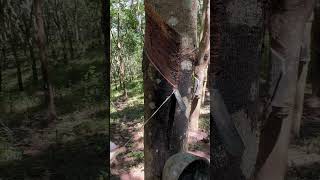 satisfying rubber latex🤤 rubberfarming satisfying rubberwood rubber woodworking rubbertree [upl. by Saunders]