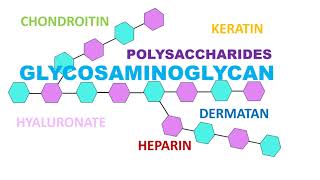 Glycosaminoglycan [upl. by Alden401]