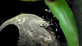 Dendrobates Tinctorius Alanis call [upl. by Neitsirhc]