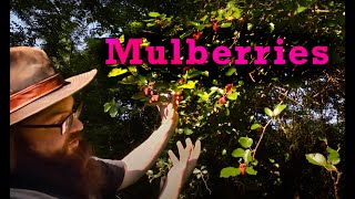 Mulberry Pickin Black amp White Mulberries Green Tea Substitute amp Crisp Recipe ID amp Facts [upl. by Llerrod]