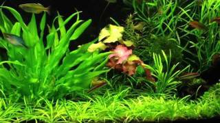 Planted Aquarium lowtech [upl. by Zoe]