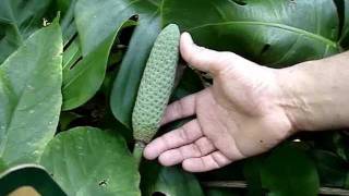 How to tell Monstera deliciosa from Philodendron bipinnatifidum [upl. by Shipman]