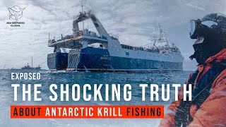 Exposed The Shocking Truth about Antarctic Krill Fishing [upl. by Seuguh784]