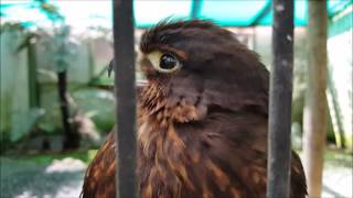 New Zealand falcon call slowed down [upl. by Kinch625]