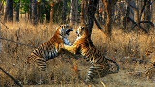 Tiger Cubs First Prey  David Attenborough  Tiger  Spy in the Jungle  BBC Earth [upl. by Honeyman970]