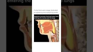 Discover the Epiglottis Protecting Your Larynx amp Aiding Swallowing anatomy biology sciencevideos [upl. by Einnoj]