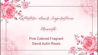 Five Pink Colored Fragrant David Austin Roses [upl. by Rees]