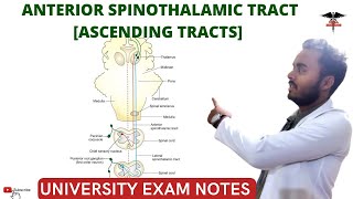 Anterior Spinothalamic Tract  Ascending Tracts  Spinal cord  CNS Physiology [upl. by Karly]