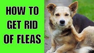 How To Get Rid Of Fleas On A Dog Step By Step [upl. by Nevi]