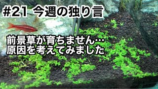 【独り言21】前景草が育たない原因を考えてみました [upl. by Nannaihr83]