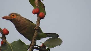 shriwardhan birding brown headed barbet कुटूरगा Megalaima zeylanica [upl. by Aniarrol]