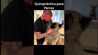 Quiropráctico para Perros [upl. by Yarak]