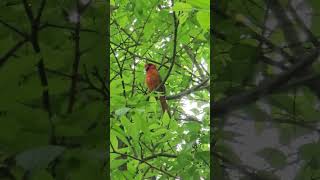 Northern Cardinal singing [upl. by Aidua]