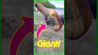 Found Giant Geoducks Siphon Sticking Above The Sand 😳 shorts [upl. by Eal]