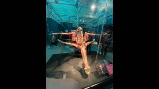 The Body Worlds [upl. by Senoj]