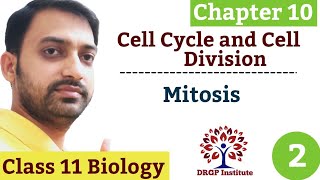 Chapter 10  Cell Cycle and Cell Division  Mitosis  Cell plate Method  Class 11 CBSE RBSE Part2 [upl. by Licko]