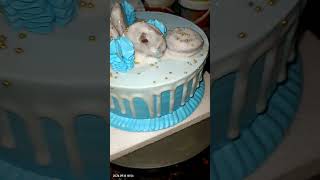 3 pound cake design viral video song vanilla flavour cake trending video Gupta Bakery 🥯🥯🧁 [upl. by Frants]