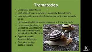 Trematodes [upl. by Imoan]